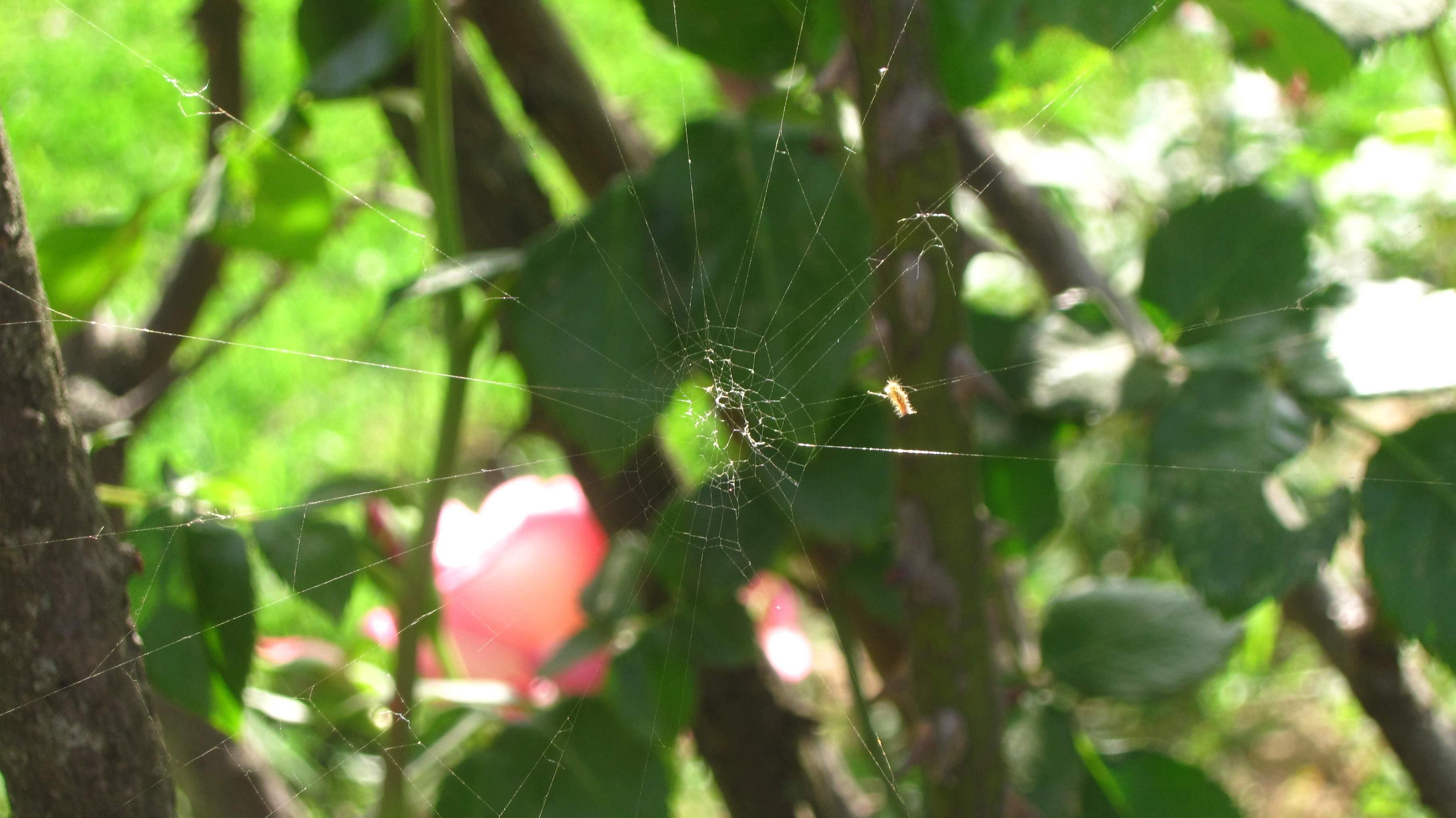 Rose and Jasmine Garden